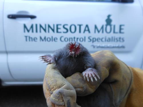 Mole trapping & removal